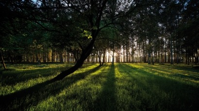 Crecen los acuerdos para fomentar la bioenergía de origen forestal