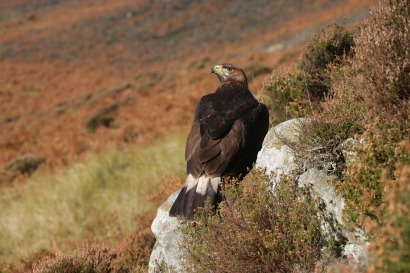 El Gobierno vasco desestima el parque eólico de Cantoblanco por sus impactos sobre la avifauna