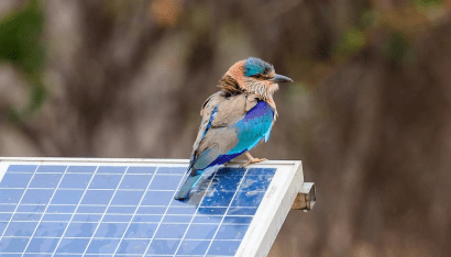 Los parques solares pueden albergar hasta tres veces más aves que los campos de cultivo circundantes