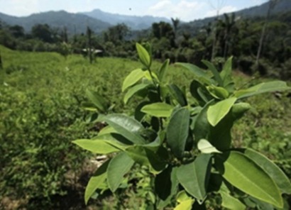  El narcotráfico, una amenaza más para la Amazonía y la lucha contra el cambio climático 