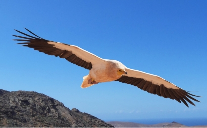 El Cabildo de Fuerteventura para el parque eólico de Puerto del Rosario tras aparecer dos guirres muertos