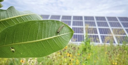 Un estudio confirma que las plantas solares pueden ayudar a proteger a los insectos