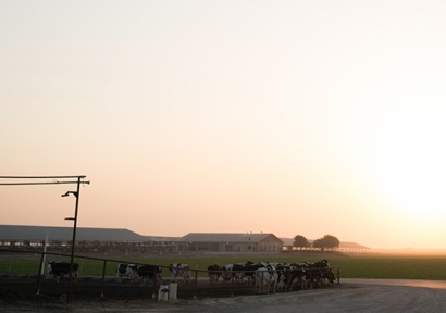 Land O’Lakes and CalBio Partner on “Barn to Biogas” Initiative