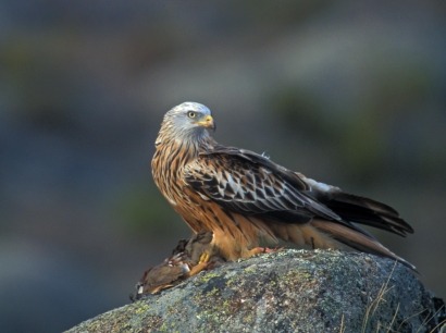 El Miteco desestima un parque eólico en Castilla y León por su impacto sobre rapaces amenazadas