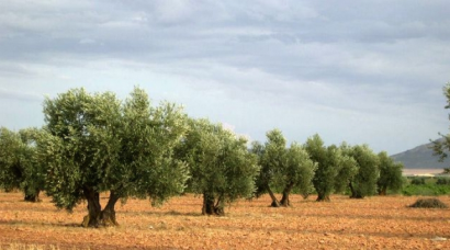 Cómo replantar 25.000 árboles en un día para frenar el cambio climático