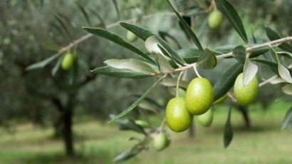 Un municipio de Jaén tendrá una innovadora planta de biocombustible a partir de alperujo