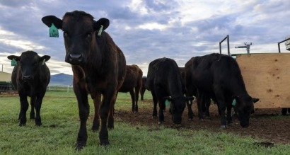 Comer algas marinas ayuda al ganado a emitir un 40% menos de metano