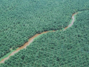 UICN: “decir no al aceite de palma desplazaría la pérdida de biodiversidad”