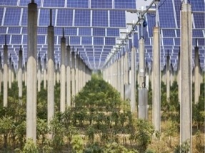 La española Soltec y TSE se alían para impulsar la agrivoltaica en Francia