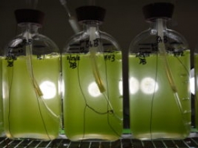 Global Advanced Biofuels Market Projected to Surpass $195 Billion by 2025