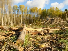 El Ministerio concreta en 45 millones de euros la actualización de la retribución de la biomasa