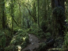 Bosques nativos vs. bosques de especies introducidas: ¿cuáles ganan la batalla del carbono?