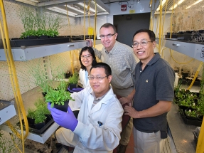 Scientists Increase Oil Content in Leaves to Make Biofuels 