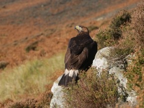 El Gobierno vasco desestima la central eólica de Cantoblanco por sus impactos sobre la avifauna