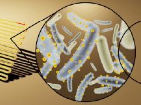 Cyborg Bacteria Able to Convert Sunlight into Useful Chemicals