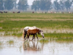 El PSOE pide a Bruselas que paralice el gasoducto que Gas Natural Fenosa proyecta en Doñana