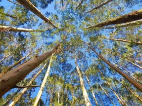 Castilla y León rechaza las alegaciones ecologistas y da vía libre a la planta de Forestalia