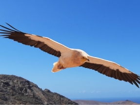 El Cabildo de Fuerteventura para el parque eólico de Puerto del Rosario tras aparecer dos guirres muertos