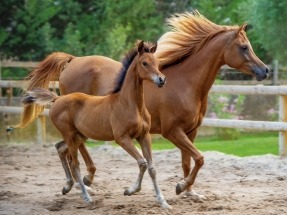 How Horse Manure Is Transforming Renewable Energy