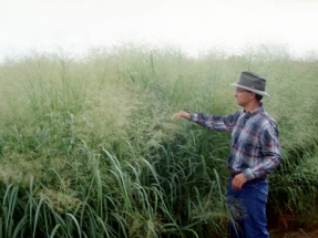 New Study Shows Producers Where and How to Grow Biofuel Crops