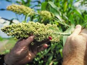 $16 Million Grant Awarded to Develop Sorghum for Bioenergy