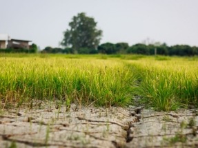 Rapapolvo del Tribunal de Cuentas Europeo a la Alianza Mundial contra el Cambio Climático