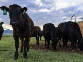 Comer algas marinas ayuda al ganado a emitir un 40% menos de metano