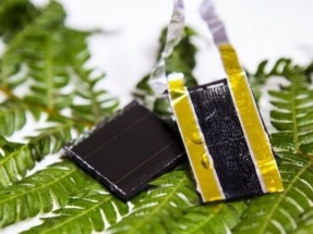 New energy storage design inspired by American fern