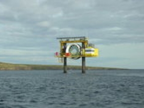 Wave and tidal energy study finds no long-term disturbance to wildlife