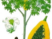 Hawai: Biocombustible a partir de papaya