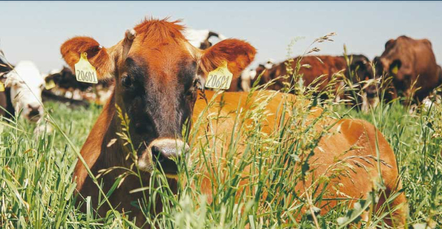 Aemetis Biogas Completes Initial Phase of Multi-Dairy Digester