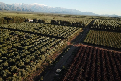 Residuos de olivos convertidos en pellets