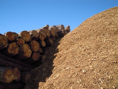 Científicos refuerzan el cuestionamiento del uso de biomasa forestal para producir energía