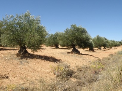 ¿Poda de olivar para cubiertas vegetales del suelo o para energía?
