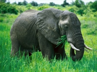 El pasto elefante, ¿otra fuente de bioenergía?