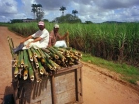 En Brasil, la electricidad con biomasa es la segunda fuente más importante y supera al gas