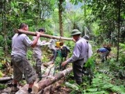 Destinar árboles para bioenergía sabiendo sus reservas de carbono