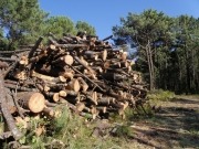 Valladolid se convierte en la capital europea de la bioenergía