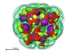 University of California researchers sequence genome of algae used for biofuels