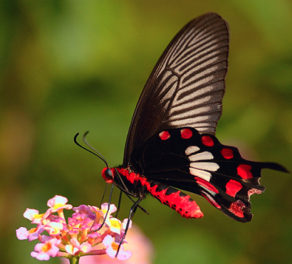 Las alas de la mariposa negra ayudan a elevar en un 200% el rendimiento de