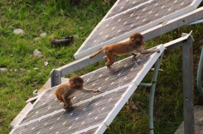 A los monos de la India les gustan los paneles solares