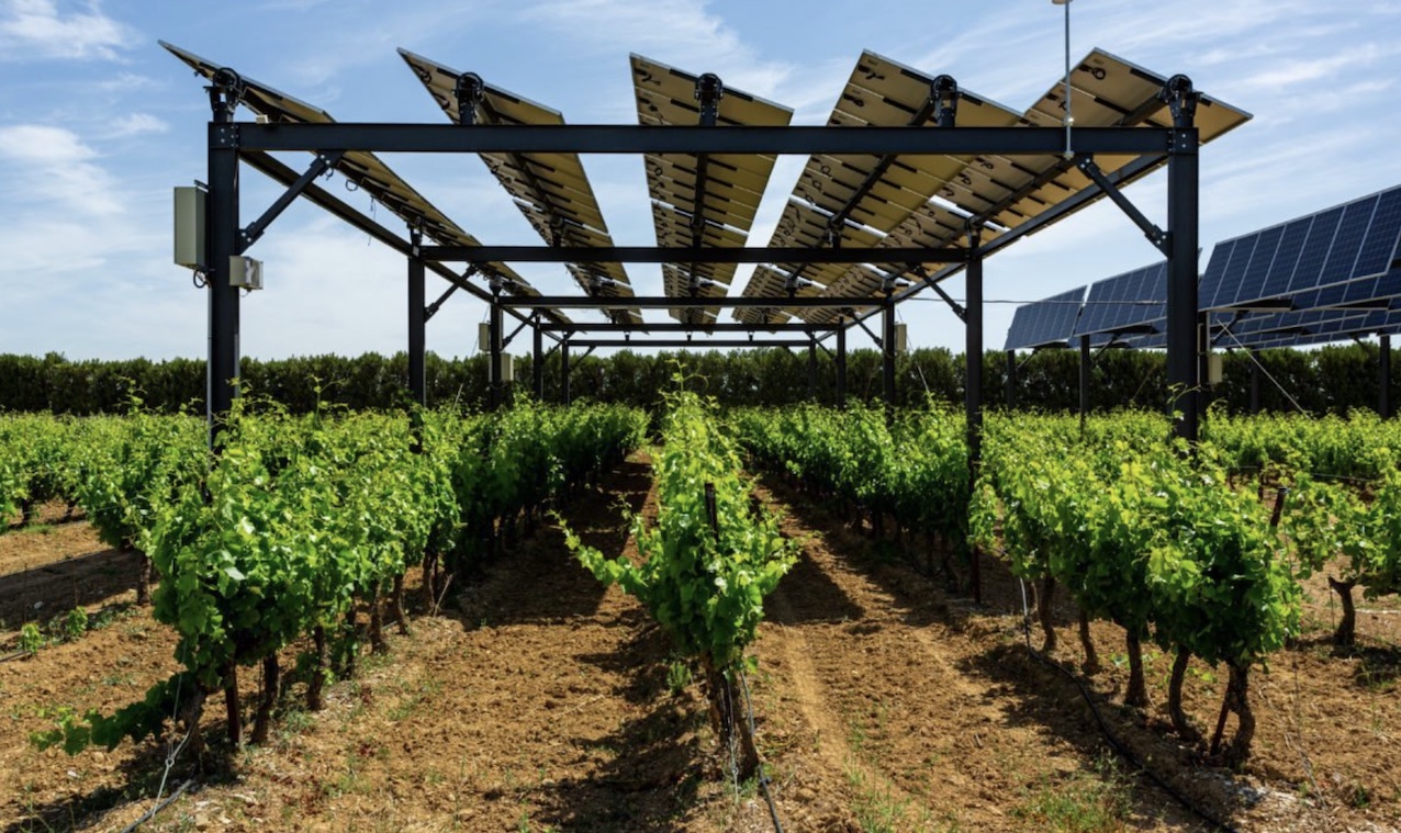 El proyecto agrovoltaico Go Solarwine impulsa la producción de vino sostenible