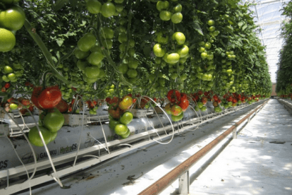 Cultivando tomates en el desierto gracias a la energía solar
